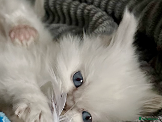 Ragdoll cats ♥️ ADORABLE GCCF BABIES 💙 - Advert 4