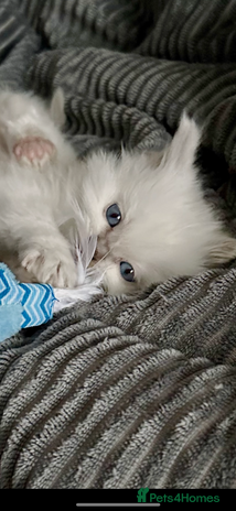 Ragdoll cats ♥️ ADORABLE GCCF BABIES 💙 - Advert 8