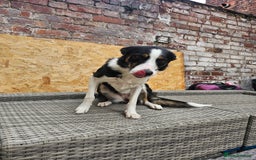 Border Collie dogs for sale: Beautiful female border collie  - Image 4