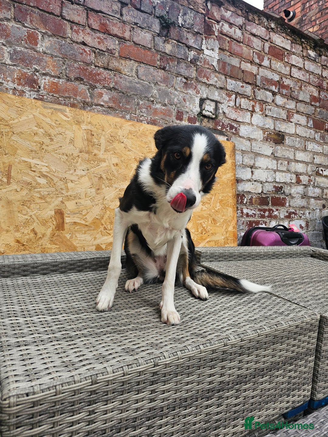 Border Collie dogs for sale: Beautiful female border collie  - Image 4