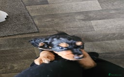 Cocker Spaniel dogs for sale: Cocker Spaniel pups - Advert 5