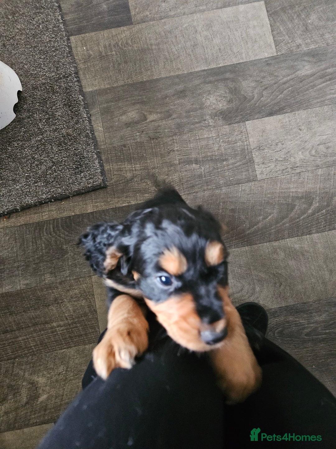 Cocker Spaniel dogs for sale: Cocker Spaniel pups - Advert 5