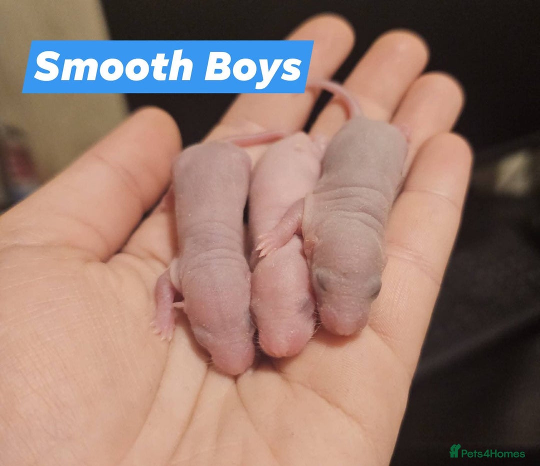 Rat rodents for sale: Baby Rats ~ Rex, Double Rex, Smooth and Dumbo - Image 4