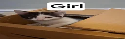 Mixed Breed cats for sale: 5 adorable kittens - Advert 1