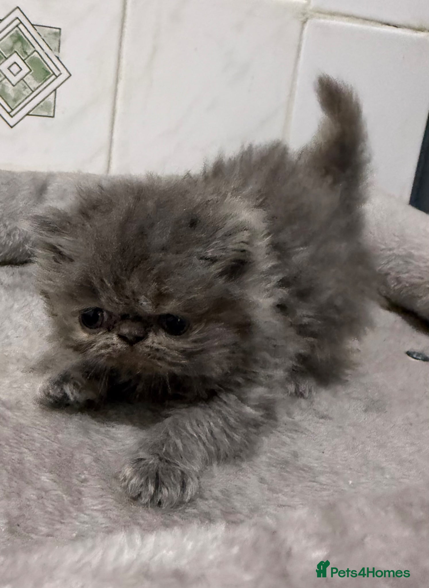 Persian cats GCCF registered Persian kittens  - Advert 9