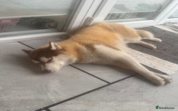 Siberian Husky dogs for sale: Mishka 1 year old Siberian husky  - Image 2