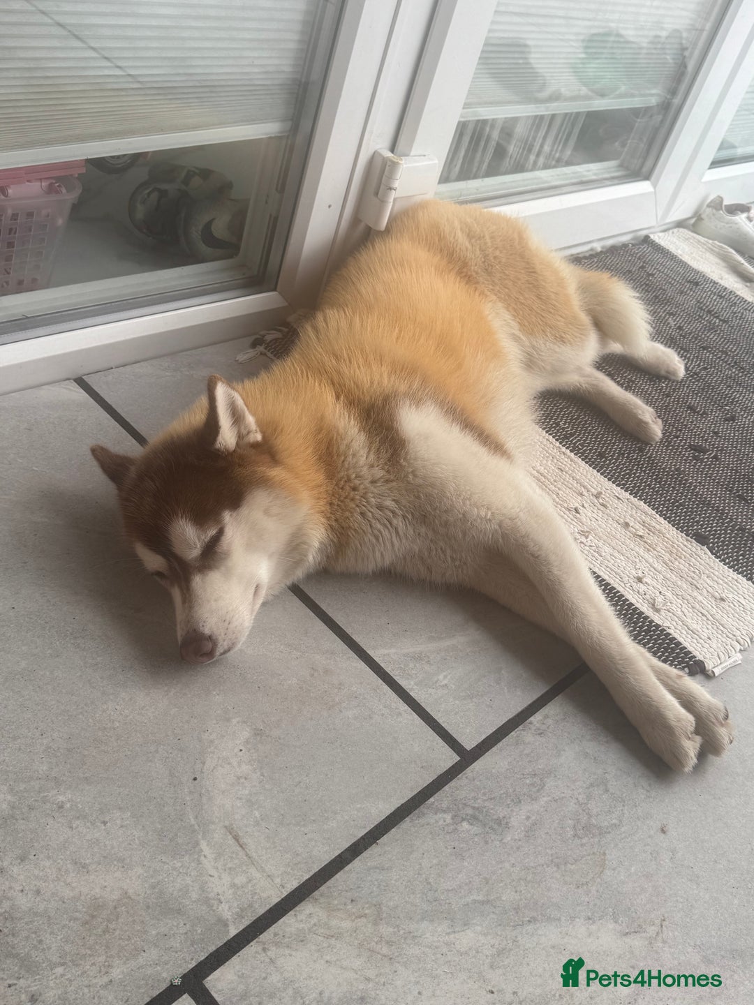 Siberian Husky dogs for sale: Mishka 1 year old Siberian husky  - Image 2