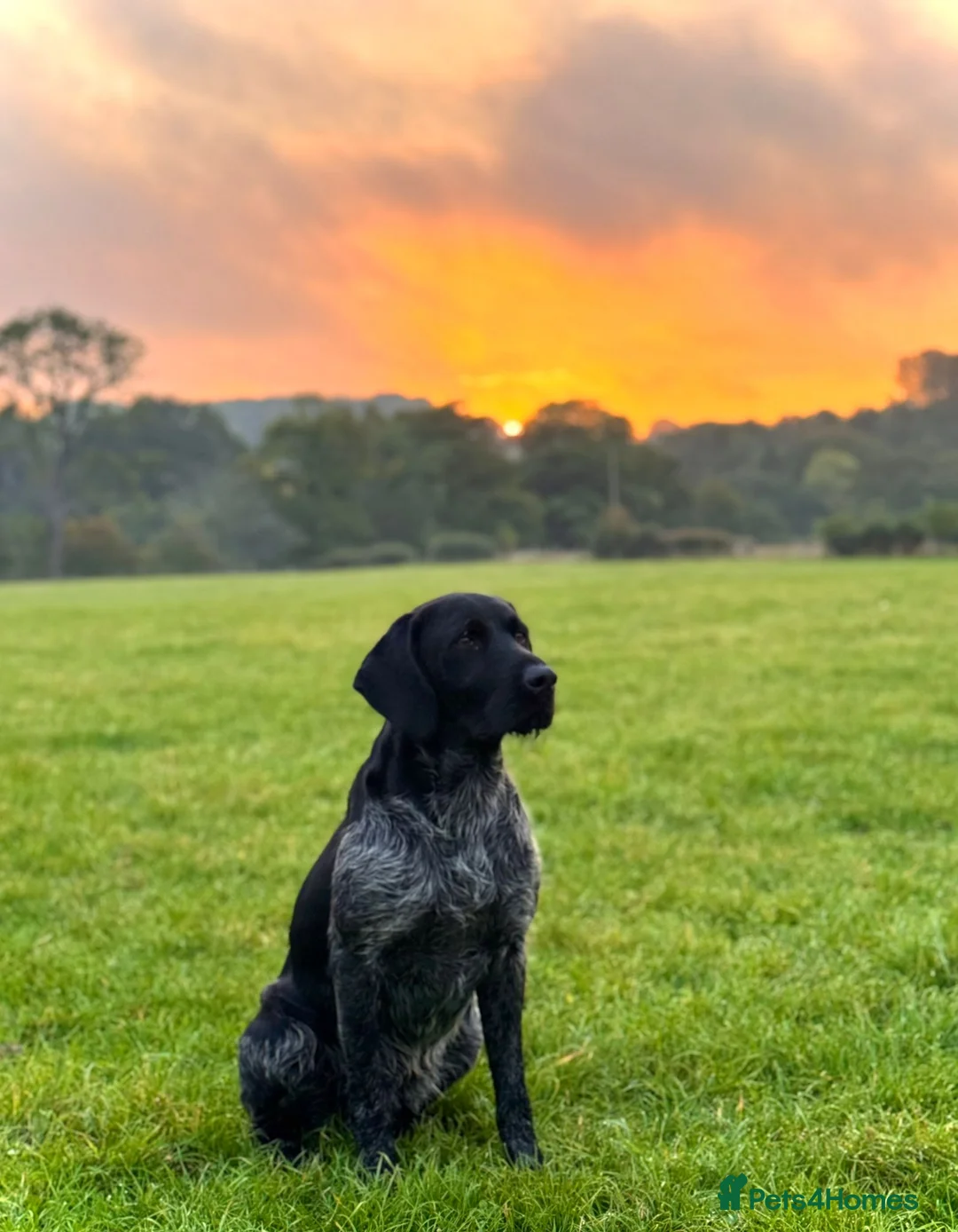 German Wirehaired Pointer dogs for sale: Pedigree KC Registered German Wirehaired Pointers - Advert 4