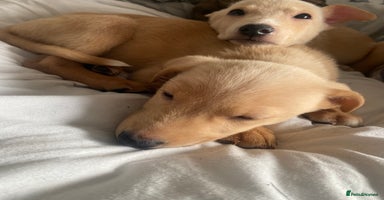 Lurcher dogs - Advert 3