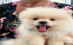 Pomeranian dogs for sale: 1 cream sable Pomeranian puppy. - Image 13