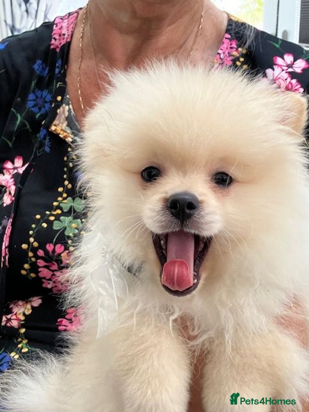 Pomeranian dogs for sale: 1 cream sable Pomeranian puppy. - Image 13