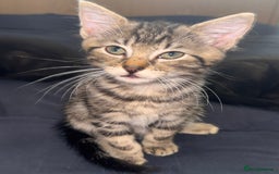 Mixed Breed cats for sale: Ragdoll/khao manne ready for their new homes - Image 3