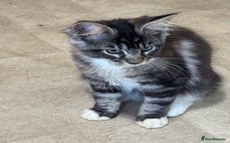 Maine Coon cats for sale: Price reduced   PEDIGREE MAINECOON KITTENS  - Image 7