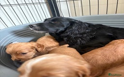 Cocker Spaniel dogs for sale: Kc reg cocker spaniels with 5 weeks insurance  - Advert 24