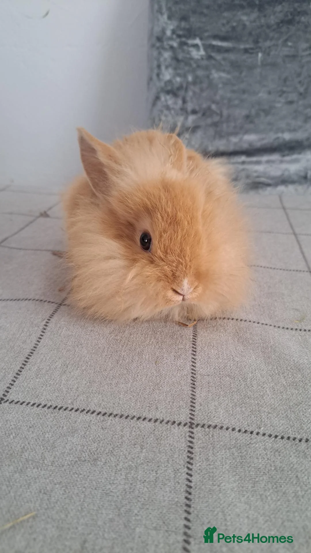 Lionhead rabbits for sale: Lionhead in Sleaford - Advert 2