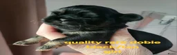 Shih Tzu dogs for sale: Imperial shih tzu  - Advert 6