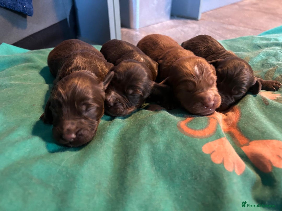 Cockapoo dogs for sale: Cockapoo/ cocker spaniel puppies - Advert 14