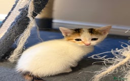 Maine Coon cats for sale: Ready to Go- Beautiful Maincoon x kittens  - Image 7