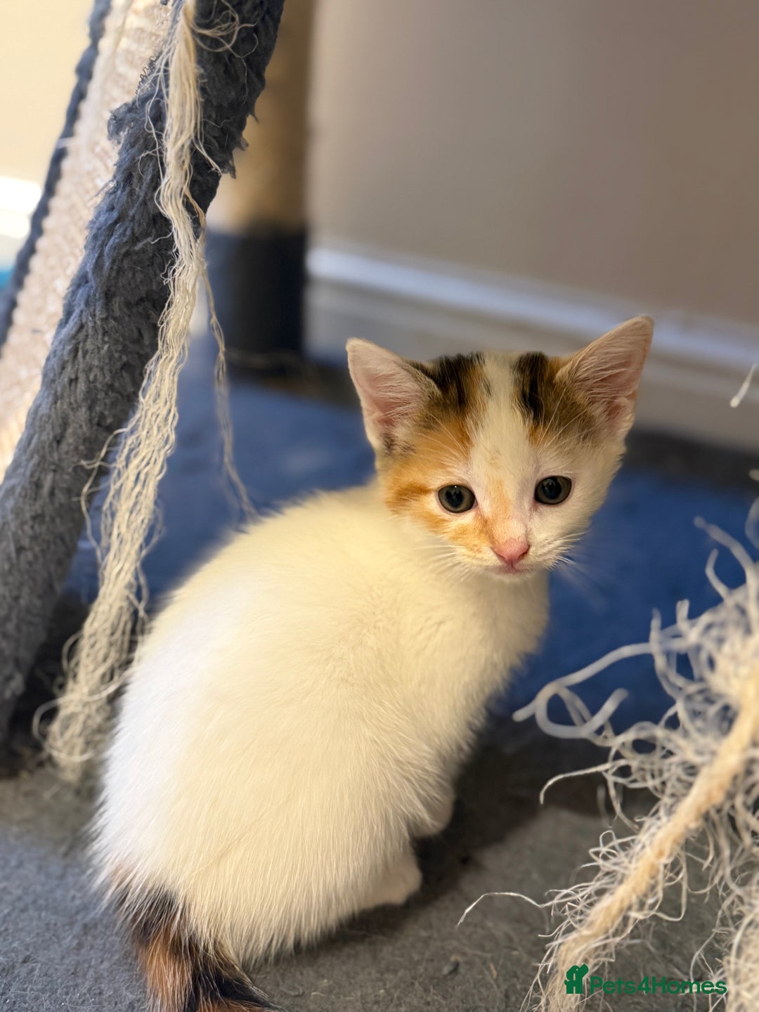 Maine Coon cats for sale: Ready to Go- Beautiful Maincoon x kittens  - Image 7