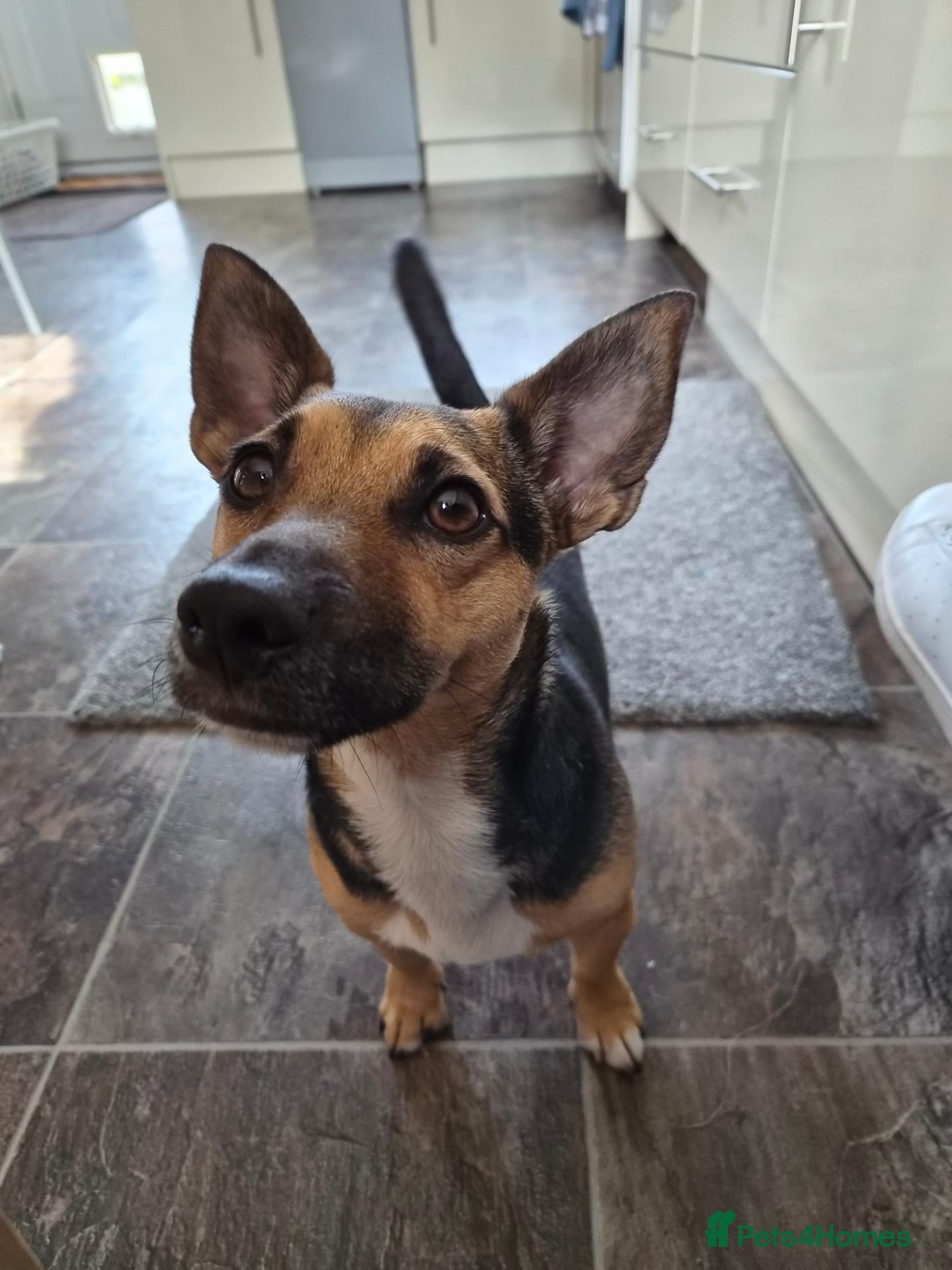 Jack Russell dogs for sale: Gus: Affectionate Jack Russell Seeks Loving Home - Advert 1