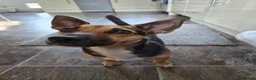 Jack Russell dogs for sale: Gus: Affectionate Jack Russell Seeks Loving Home - Advert 1
