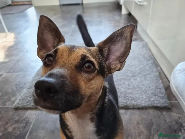 Jack Russell dogs for sale: Gus: Affectionate Jack Russell Seeks Loving Home - Advert 1