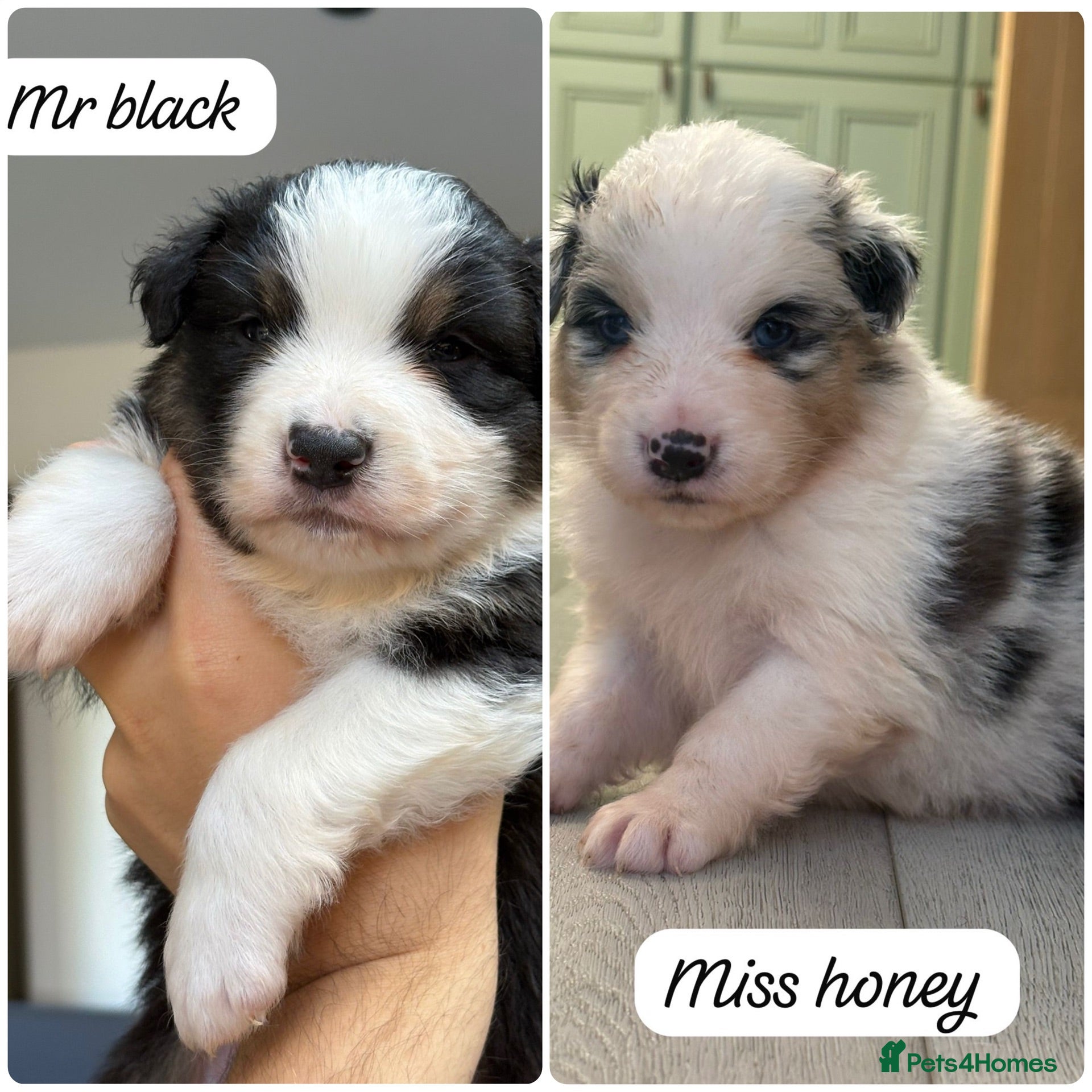 Australian Shepherd dogs Outstanding Merle/Black Tri KC Reg Puppies  - Advert 8
