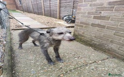Mixed Breed dogs for sale: 3/4 bedlington whippet pups. - Image 7