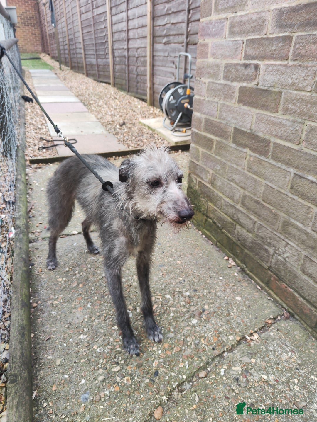 Mixed Breed dogs for sale: 3/4 bedlington whippet pups. - Image 7
