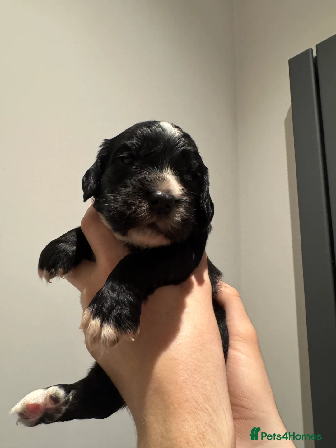 Sprocker dogs for sale: Sprocker spaniel puppies - Advert 9