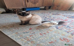 Ragdoll cats for sale: Ragdoll - home reared kittens - Image 6