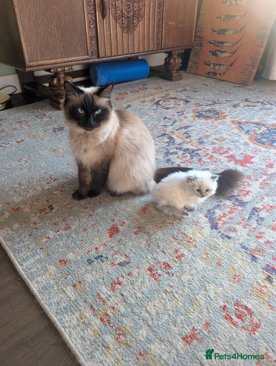 Ragdoll cats for sale: Ragdoll - home reared kittens - Image 6