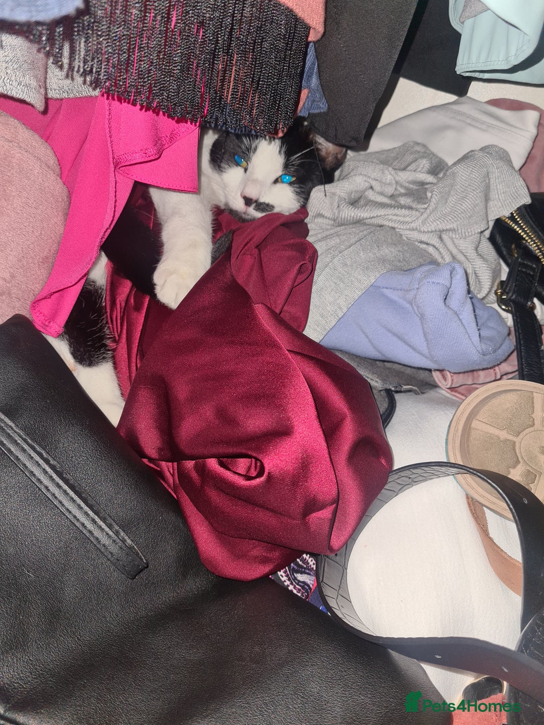 Bengal cats for sale: Walter, free to a good home  - Advert 7