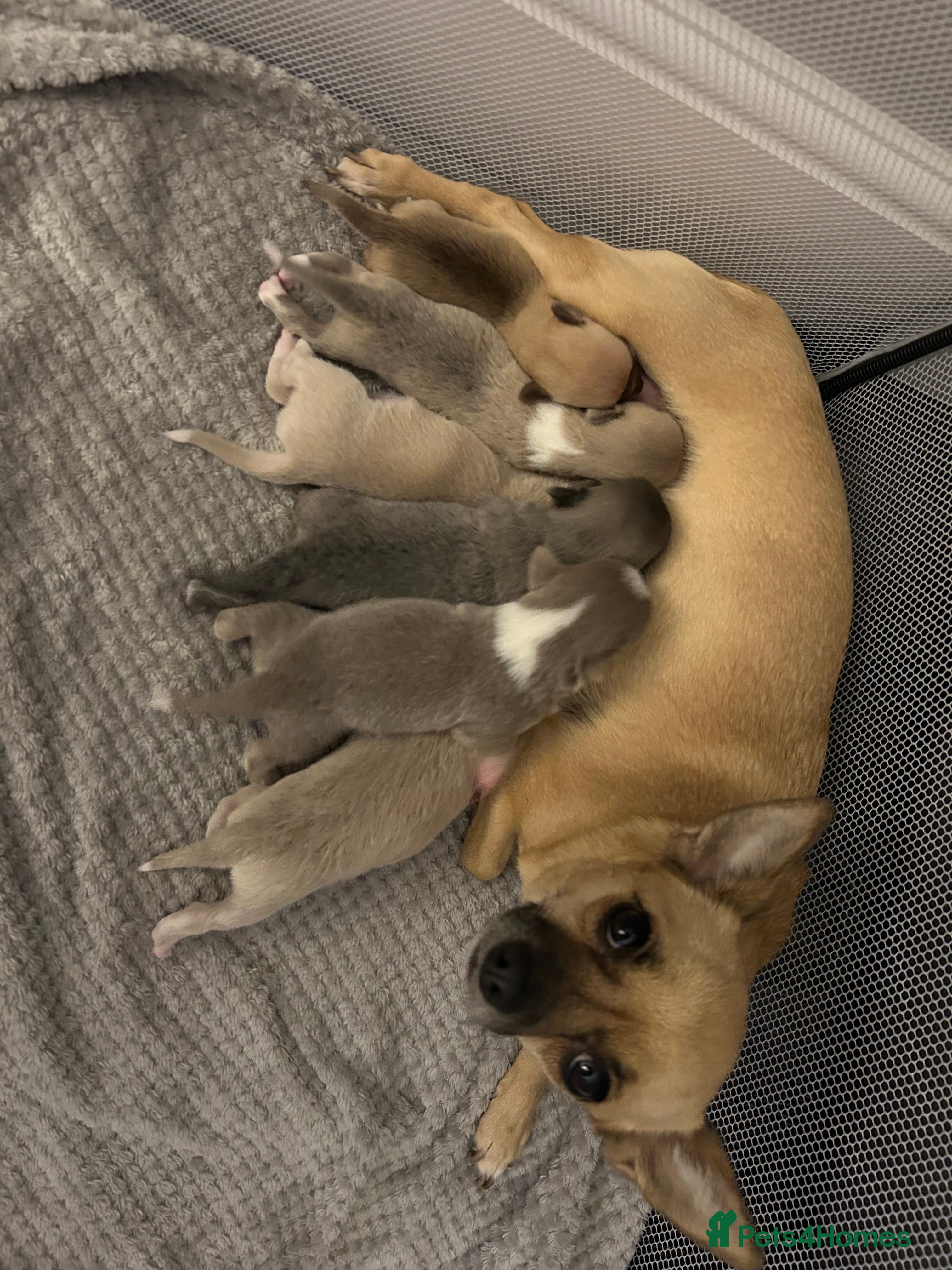 Chihuahua dogs 5 beautiful chihuahua babies - Advert 8