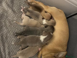 Chihuahua dogs 2 beautiful baby chihuahuas 💙❤️ - Advert 7