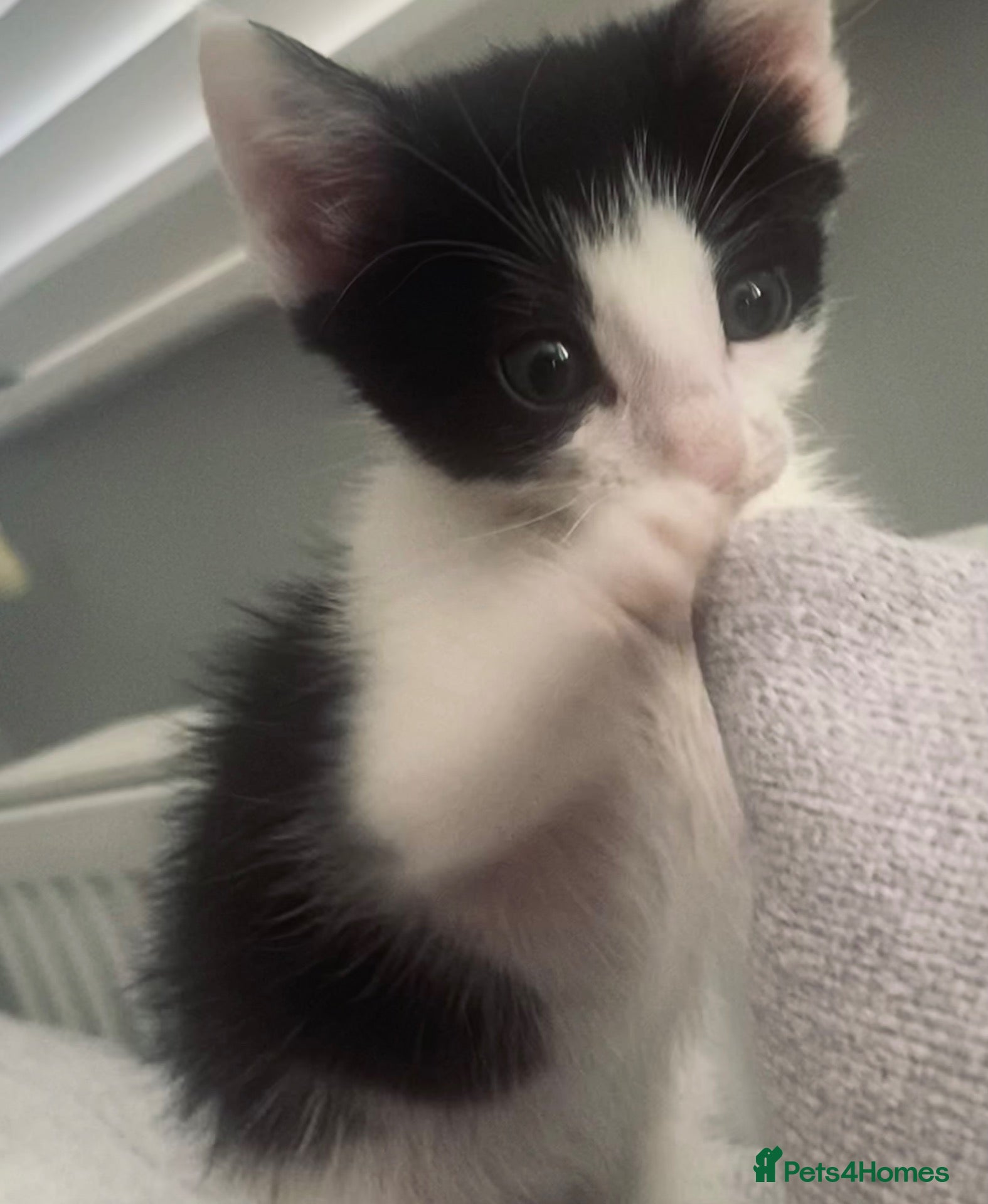 Mixed Breed cats Adorable Maine Coon Mix Kittens 🧡🤎🖤🤍 - Advert 2