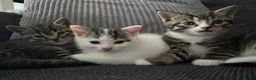 Mixed Breed cats for sale: 3 Kittens  - Advert 14
