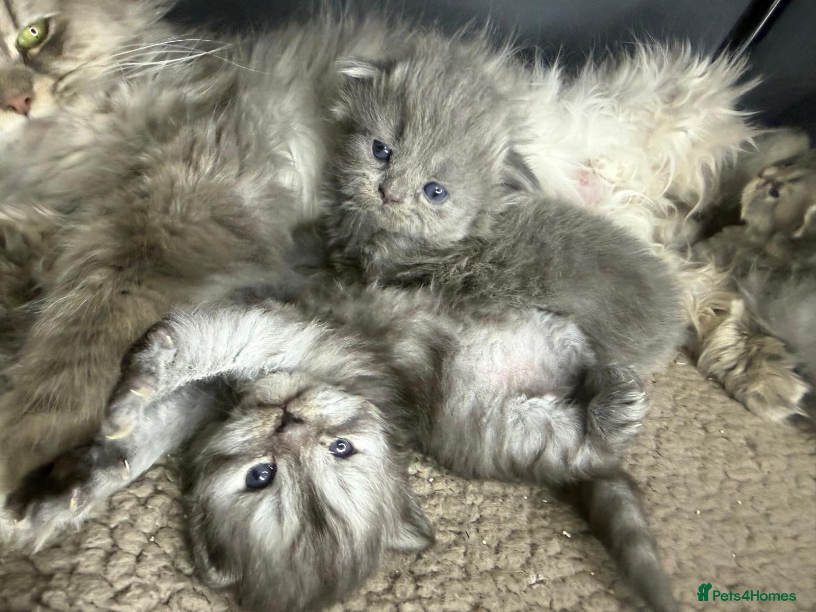 Persian cats Beautiful Persian babies - Advert 1