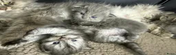 Persian cats for sale: Beautiful Persian babies in Bradford - Advert 1