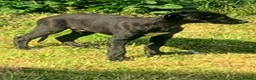 Lurcher dogs for sale: First cross saluki greyhounds  - Advert 12