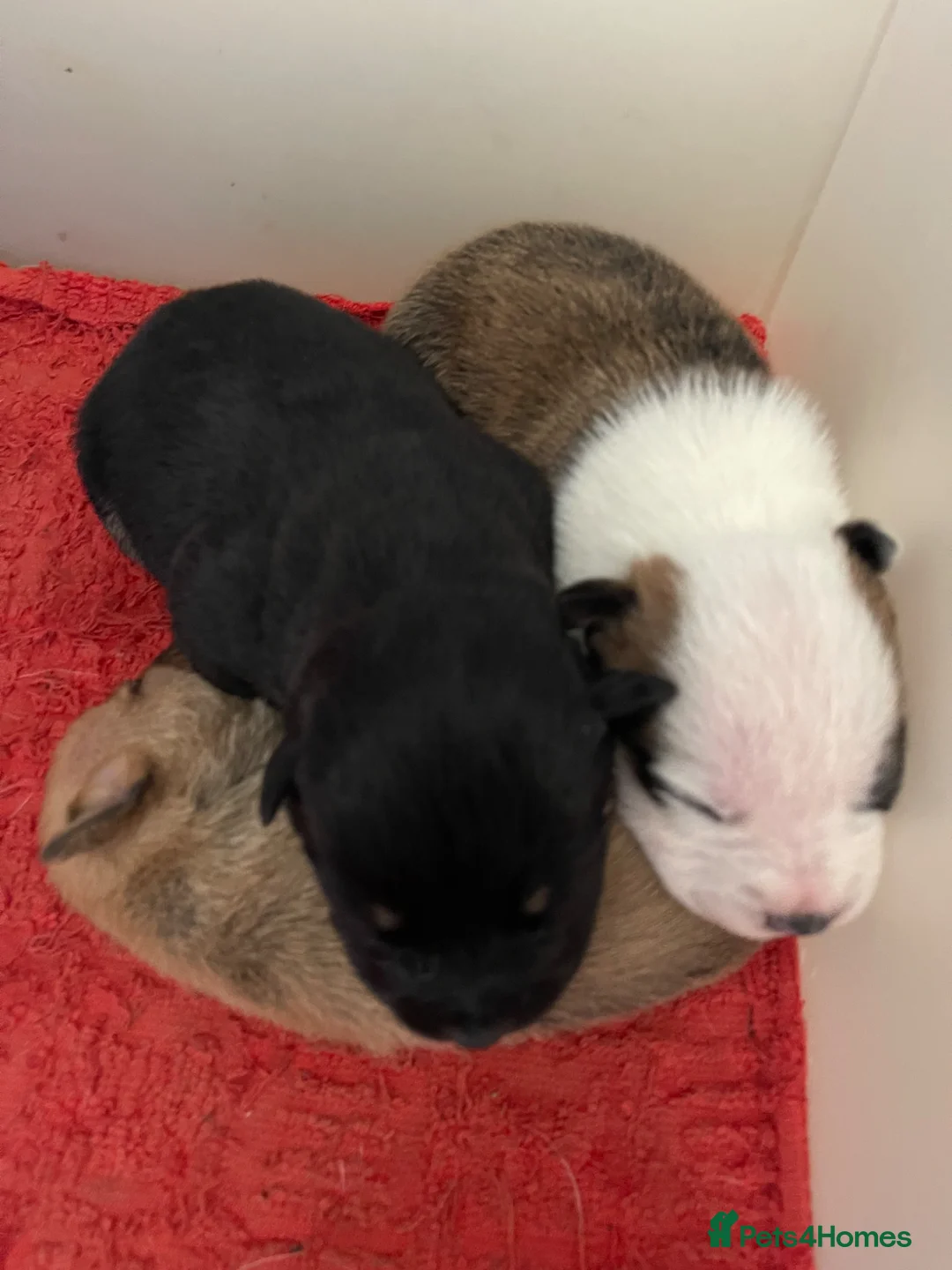 Mixed Breed dogs for sale: German shepherd x Staff litter - super friendly - Advert 7