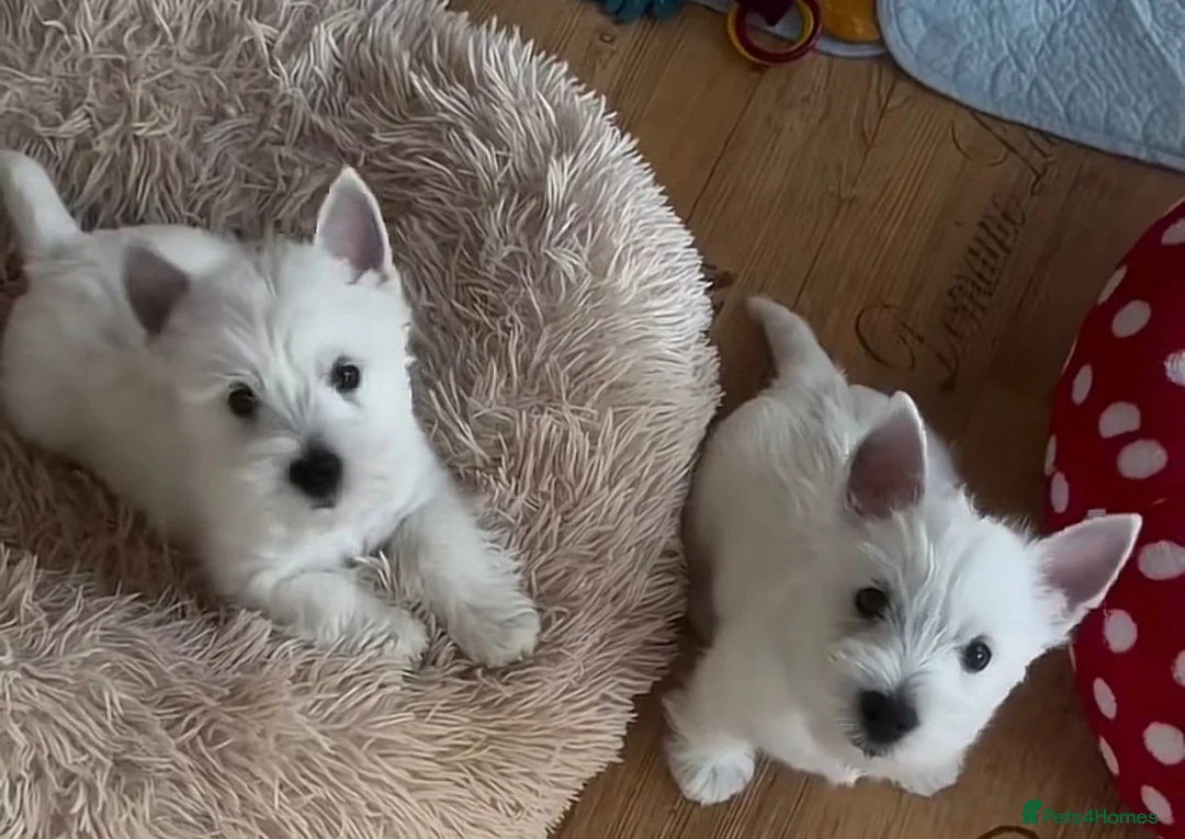 West Highland Terrier dogs for sale: West Highland terrier puppies  in Glasgow - Advert 2