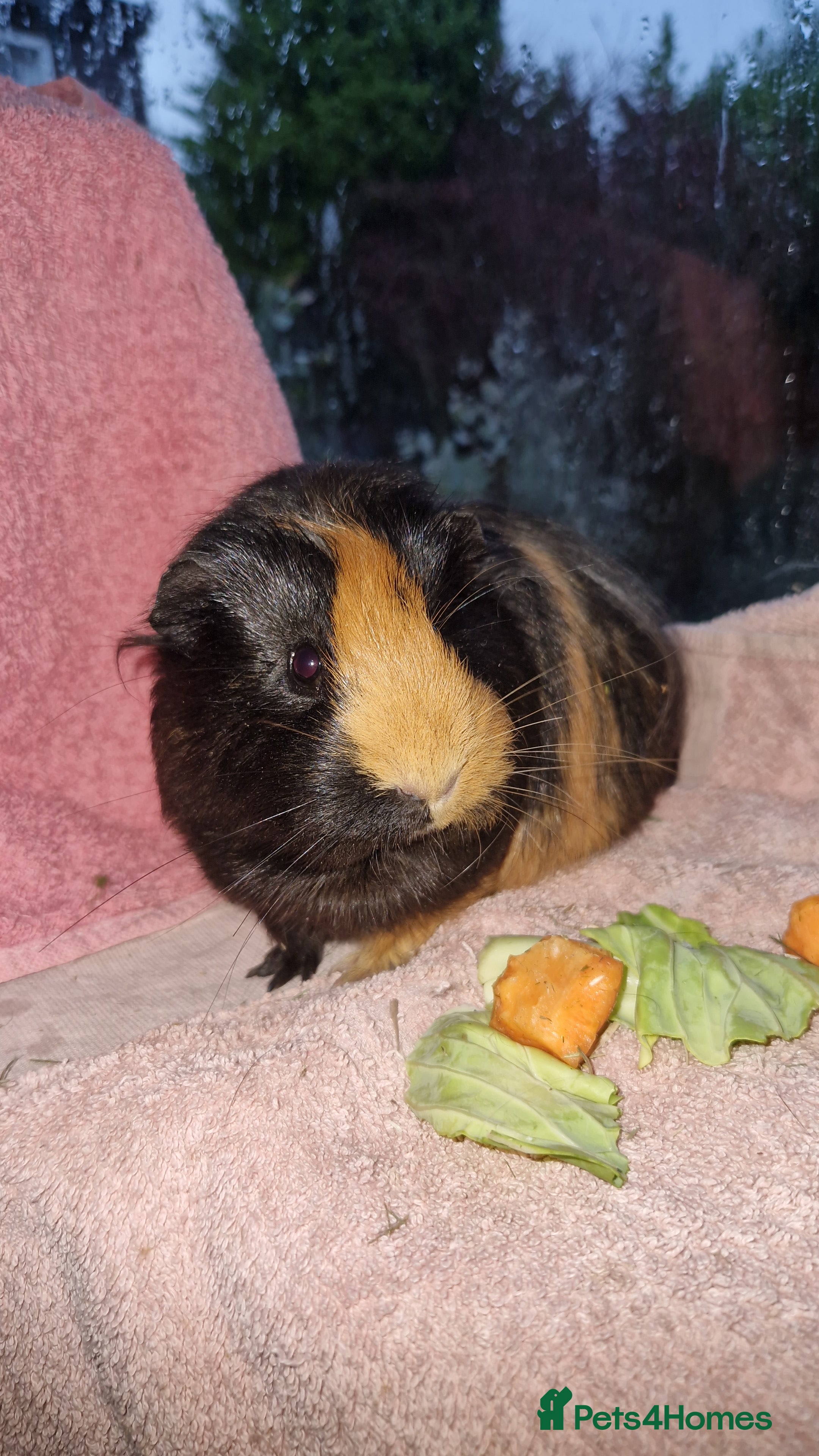 Guinea Pig rodents Beautful female guineapig  - Advert 1
