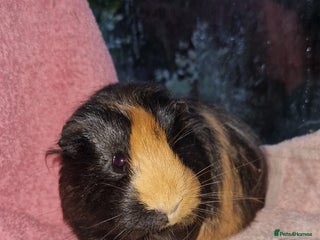 Guinea Pig rodents Beautful female guineapig - Advert 1