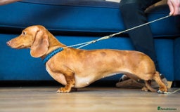 Miniature Dachshund dogs for sale: 5 STAR LICENSED - CEZARBLUE SMOOTH KC MINIATURES  - Image 15