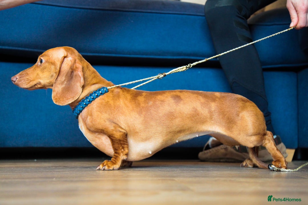 Miniature Dachshund dogs for sale: 5 STAR LICENSED - CEZARBLUE SMOOTH KC MINIATURES  - Image 15