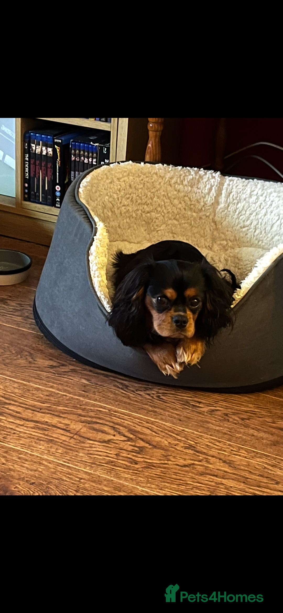 Cavalier King Charles Spaniel dogs for stud: Black/tan boy for stud - Advert 3