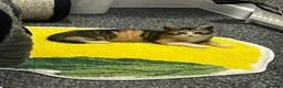 Mixed Breed cats for sale: 4 month female kitten for rehoming  - Advert 7