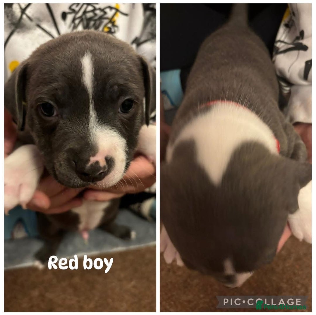 Staffordshire Bull Terrier dogs for sale: Staffordshire Bull Terrier puppies for sale  - Image 3
