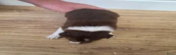 Border Collie dogs for sale: Border Collie Puppies  in Sheffield - Advert 17